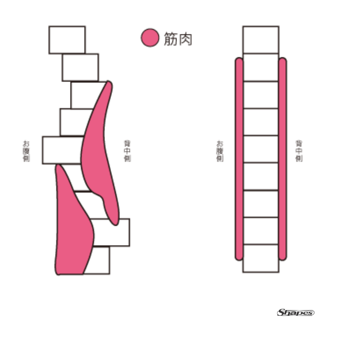 筋肉の緊張度合いが骨格の関節角度が直線的でなくなり体型シルエットを変えてしまっている｜シェイプス　Shapes ボディメイクジム